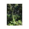 751 2 kavovniky oblast oblasti hambela