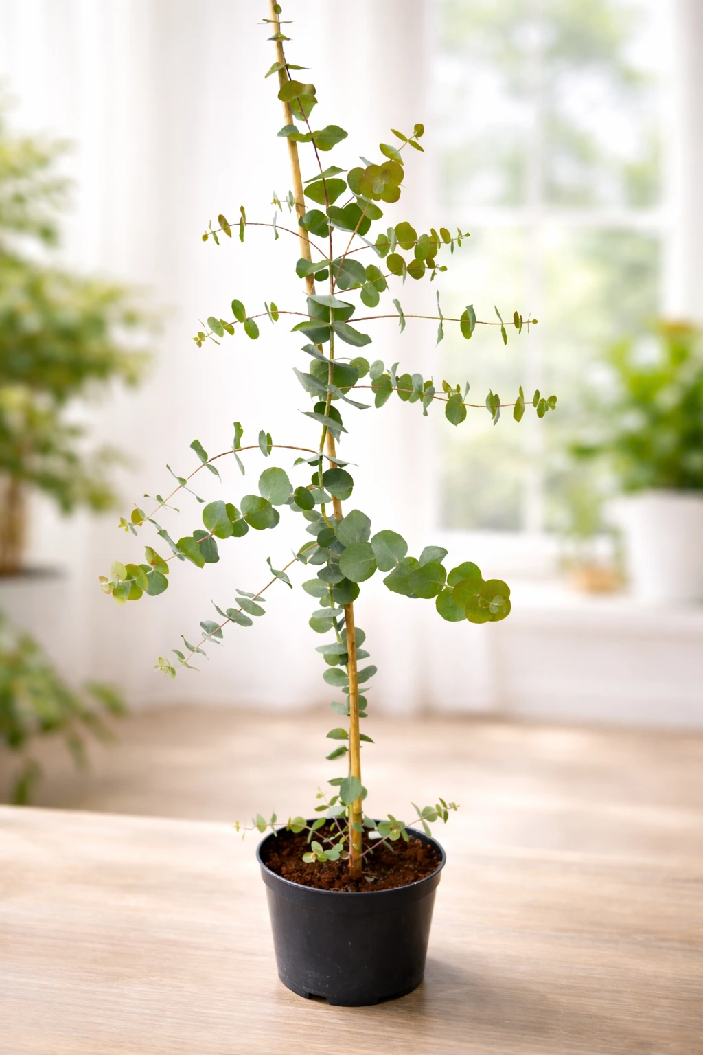 🌱Život s eukalyptem - krok za krokem