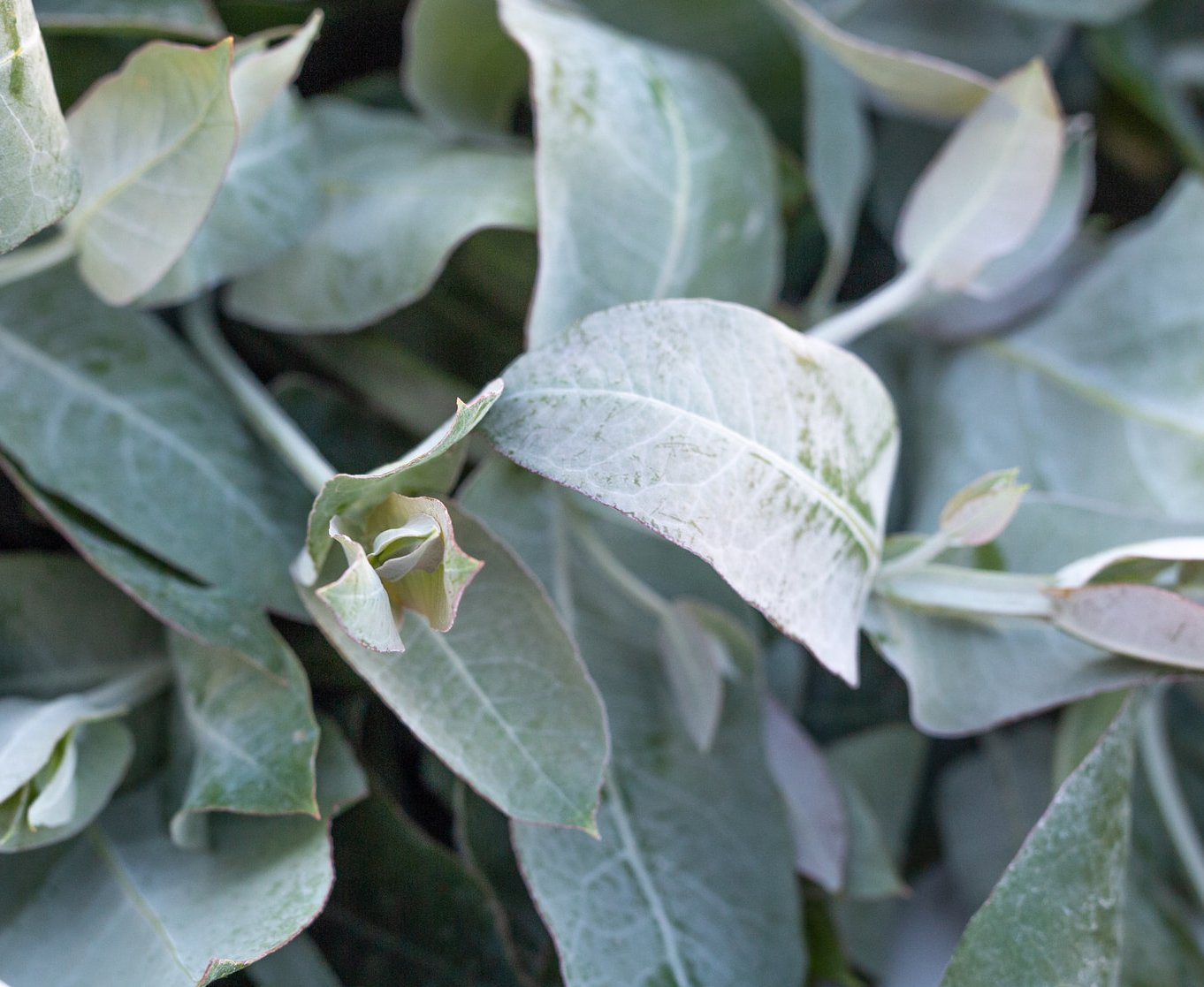 Pojďme si představit Eukalyptus