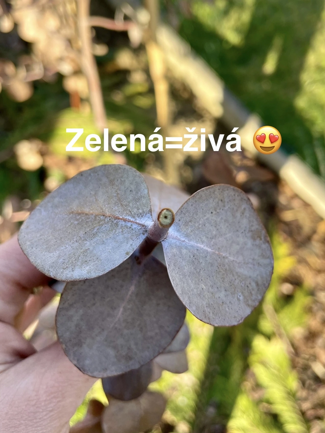 🌿Eukalyptus na konci zimy. Proč nevypadá jako v létě a co s tím dělat.