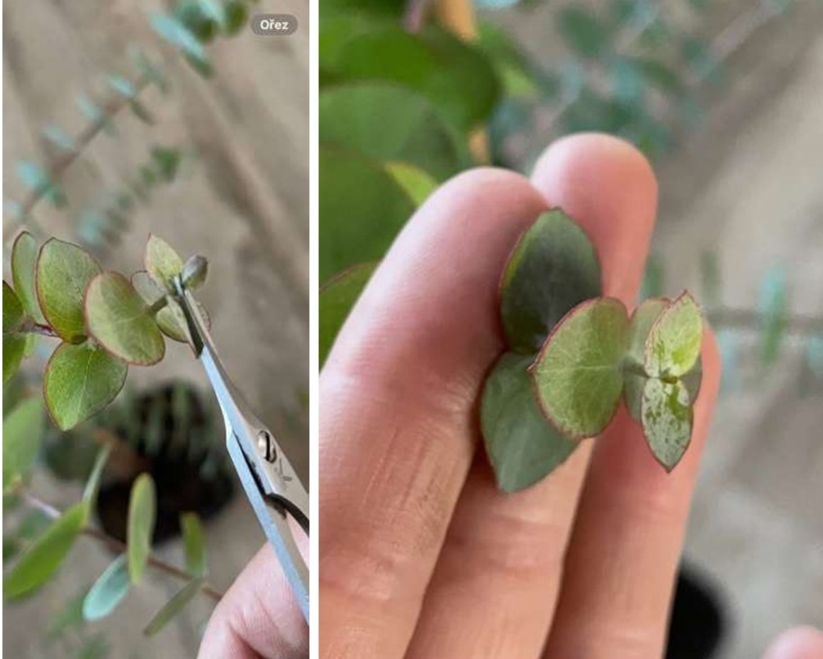✂️Zaštipovat eukalyptus, nebo ne? Výhody, nevýhody a zkušenosti z praxe