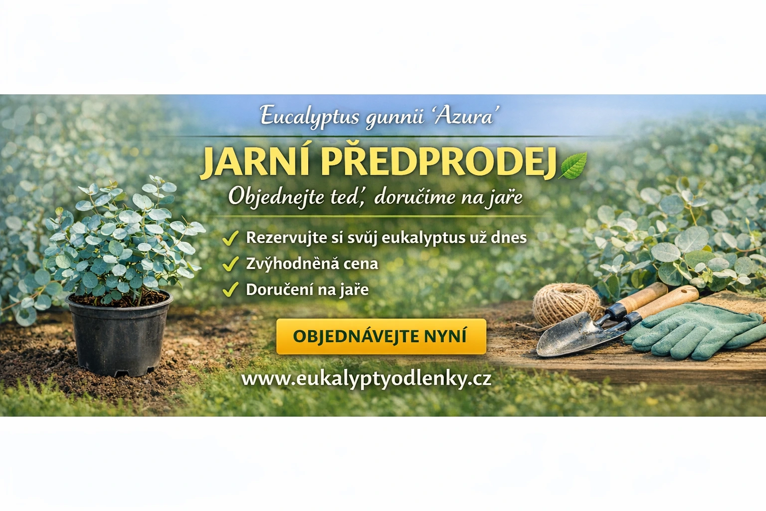 Eucalyptus gunnii 'Azura'