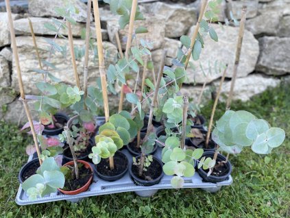 Eucalyptus cinerea ‘silver dollar’