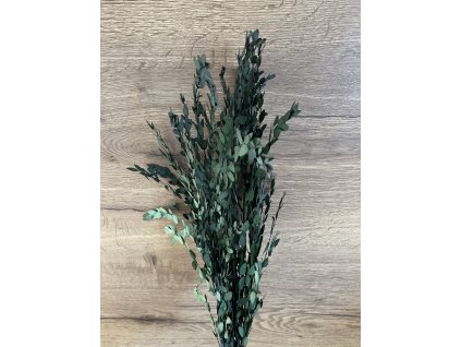 Stabilizovaný eucalyptus parvula "small leaved gum" zelený 100 g