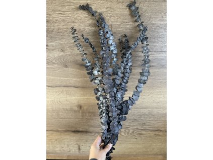 Stabilizovaný eucalyptus pulverulenta 'baby blue'  – antracitový 10 ks