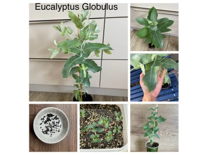 globulus