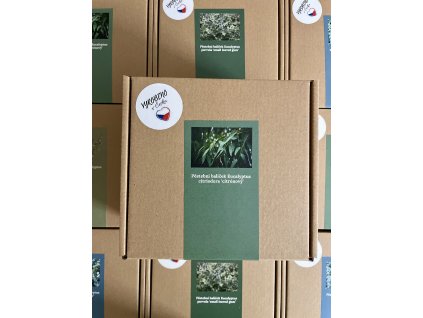 Pěstební balíček Eucalyptus citriodora ‘citrónový’