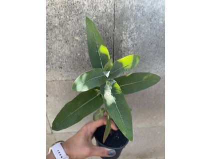 Eucalyptus globulus ‘blue gum’