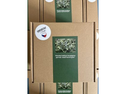 Pěstební balíček Eucalyptus parvula ‘small leaved gum’