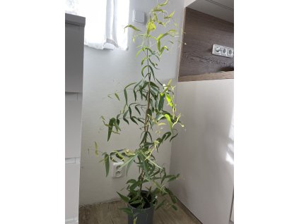 Eucalyptus radiata - výška rostliny 135cm