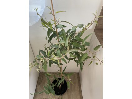 Eucalyptus citriodora ‘citrónový’