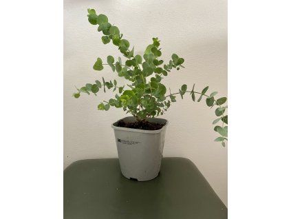 Eucalyptus cinerea ‘silver dollar’