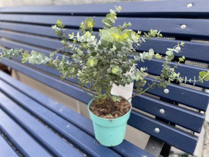 Sazenice Eucalyptus pulverulenta 'baby blue'