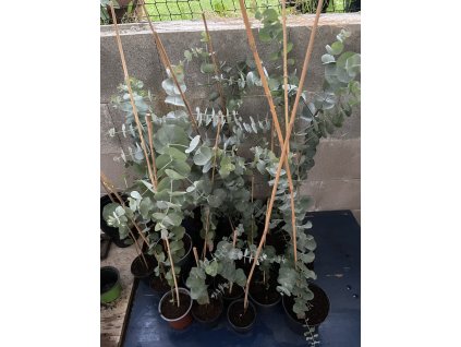 Eucalyptus pulverulenta 'baby blue'