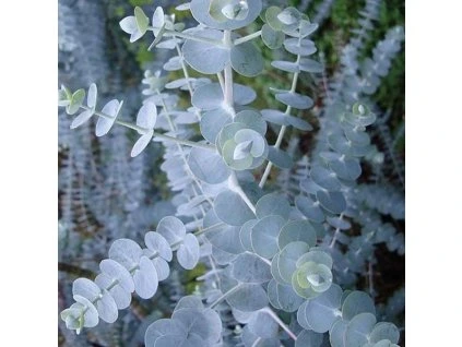 Eucalyptus Baby Blue 2
