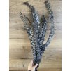 Stabilizovaný eucalyptus pulverulenta 'baby blue'  – antracitový 10 ks