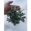 Sazenice Eucalyptus gunnii 'Azura' - předobjednávka