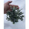 Sazenice Eucalyptus gunnii 'Azura'