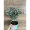 Sazenice Eucalyptus gunnii 'Azura' - předobjednávka
