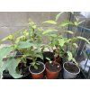 Záchraň eucalyptus citriodora ‘citrónový’