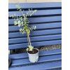 Záchraň eucalyptus cinerea ‘silver dollar’