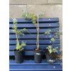 Zachraň Eucalyptus pulverulenta 'baby blue'