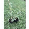 Sazenice Eucalyptus stuartiana
