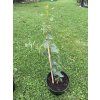Sazenice Eucalyptus stuartiana