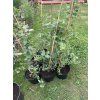 Sazenice Eucalyptus stuartiana