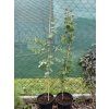 Sazenice Eucalyptus stuartiana