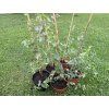 Sazenice Eucalyptus stuartiana