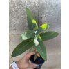Sazenice Eucalyptus globulus ‘blue gum’
