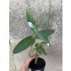 Sazenice Eucalyptus globulus ‘blue gum’