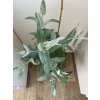 Eucalyptus globulus ‘blue gum’