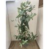 Sazenice Eucalyptus globulus ‘blue gum’