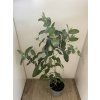 Sazenice Eucalyptus globulus ‘blue gum’