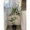 Sazenice Eucalyptus citriodora ‘citrónový’