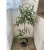 Sazenice Eucalyptus citriodora ‘citrónový’