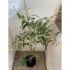 Sazenice Eucalyptus citriodora ‘citrónový’