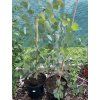 Sazenice Eucalyptus polyanthemos ‘red box’ - tvz. POPULUS