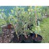 Sazenice Eucalyptus polyanthemos ‘red box’ - tvz. POPULUS