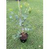 Sazenice Eucalyptus polyanthemos ‘red box’ - tvz. POPULUS