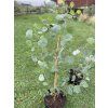 Sazenice Eucalyptus polyanthemos ‘red box’ - tvz. POPULUS