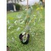Sazenice Eucalyptus polyanthemos ‘red box’ - tvz. POPULUS