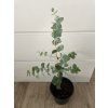 Sazenice Eucalyptus polyanthemos ‘red box’ - tvz. POPULUS