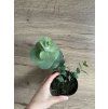 Sazenice Eucalyptus cinerea ‘silver dollar’