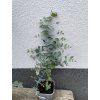 Sazenice Eucalyptus cinerea ‘silver dollar’