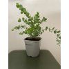 Sazenice Eucalyptus cinerea ‘silver dollar’