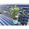 Sazenice Eucalyptus pulverulenta 'baby blue'