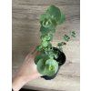 Sazenice Eucalyptus pulverulenta 'baby blue'